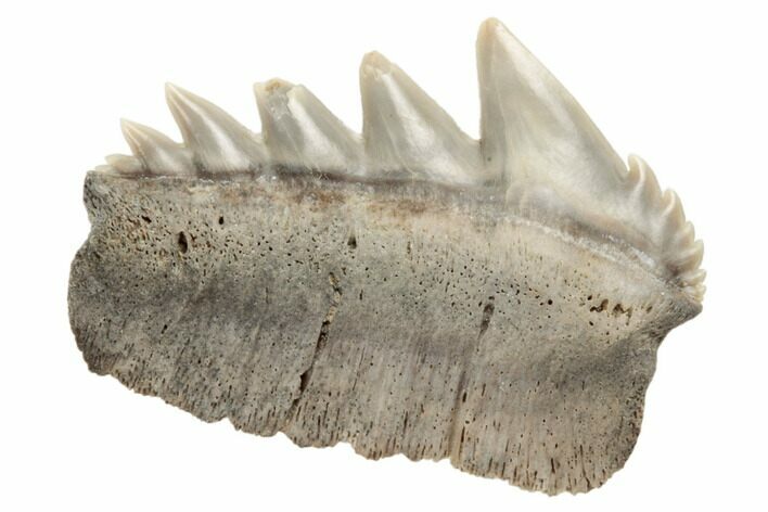 Fossil Cow Shark (Notorhynchus) Tooth - Aurora, NC #184518